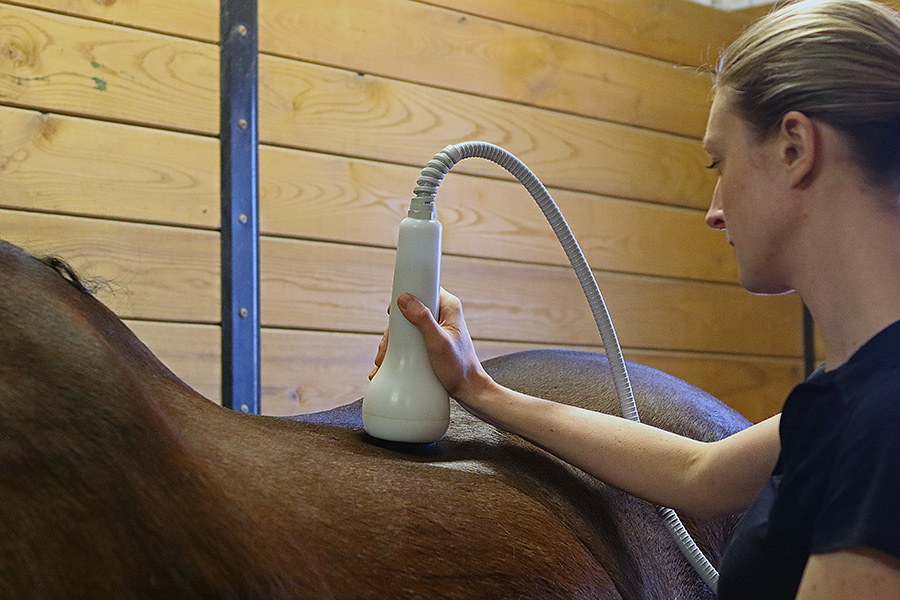 Horse Shock Therapy